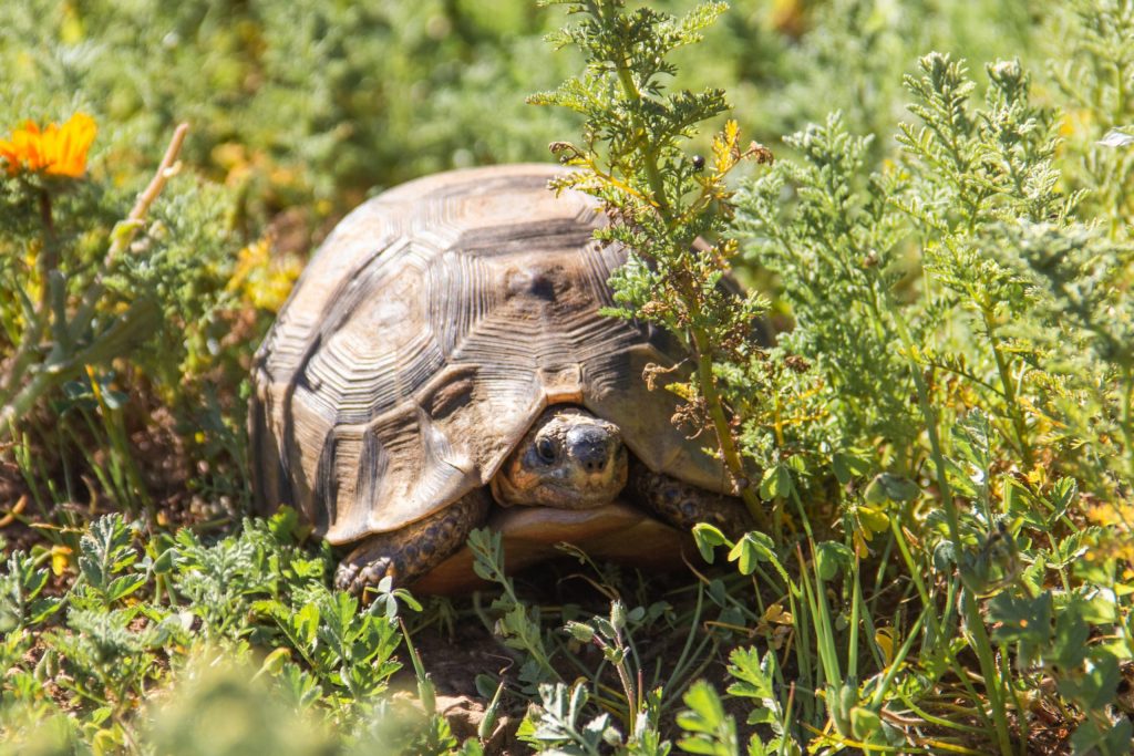 A turtle in the west coast national park 