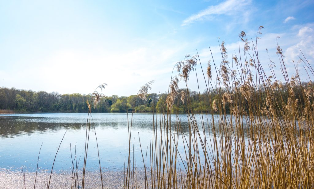 water grass by a lake 