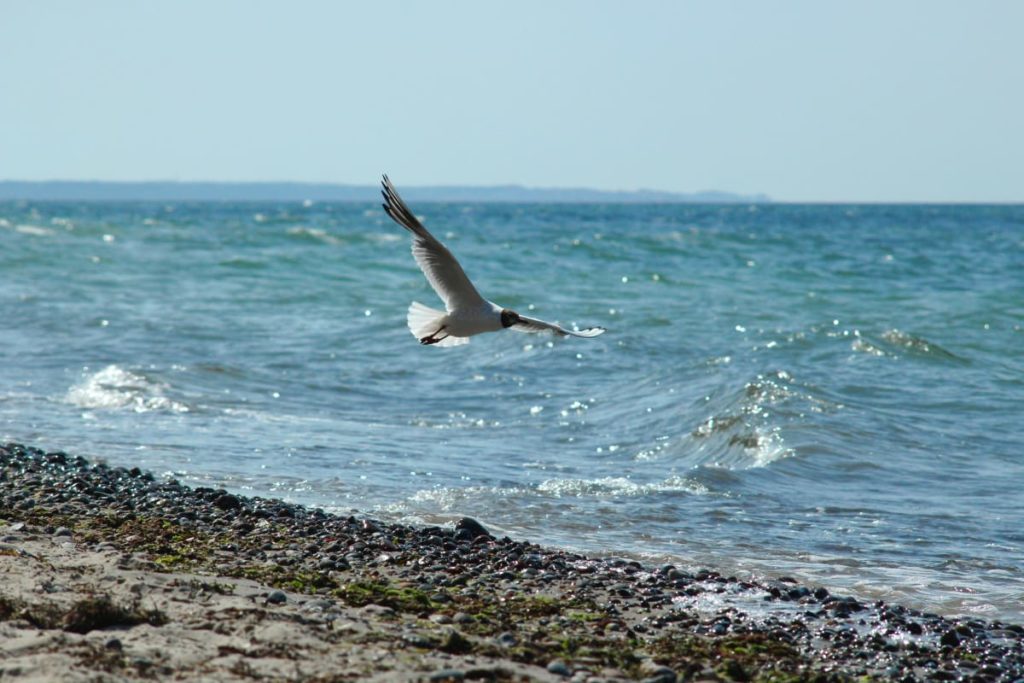 Bird flying over lake