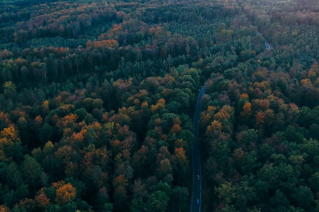 vast forest landscapes in the black forest. 