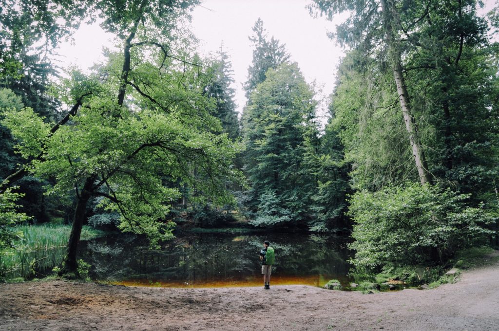 tall, big, green trees with a person stood looking over a large lake in forest in germany 