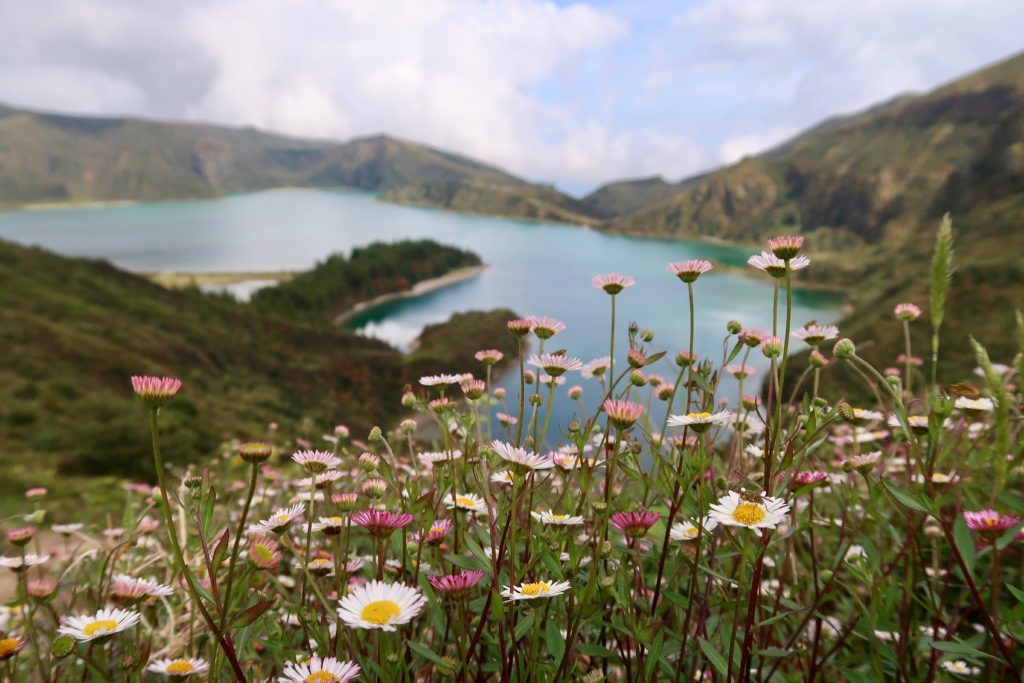 Field of wild flowers on the Azores islands