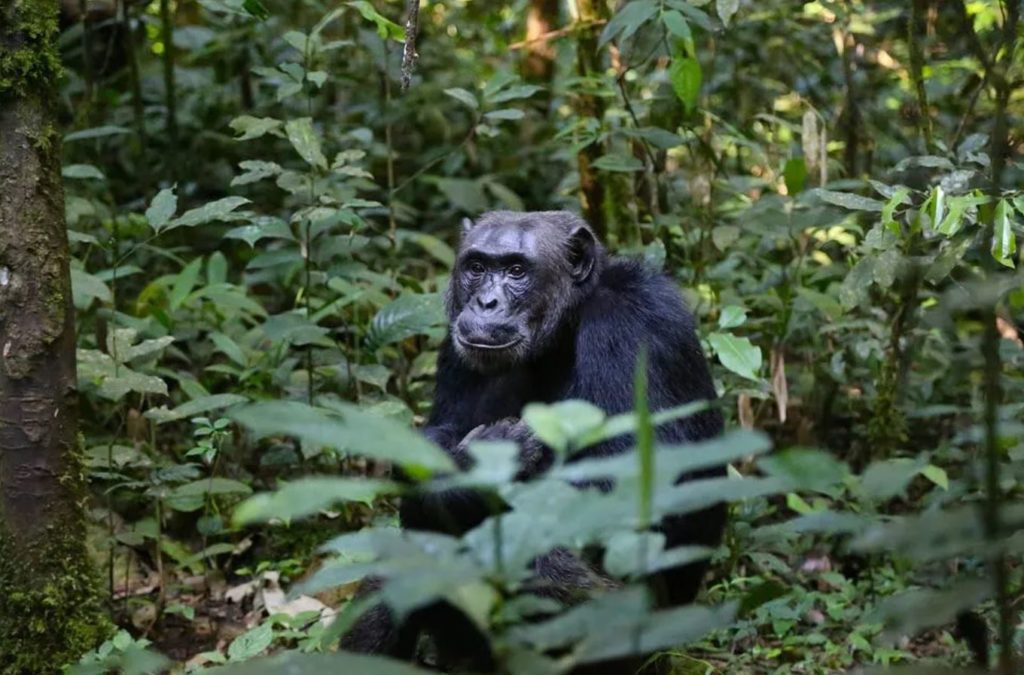 Monkey in the forests of Uganda in Africa