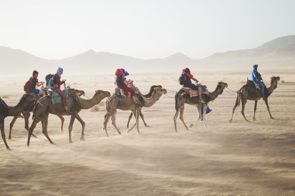 camels riding through the desert