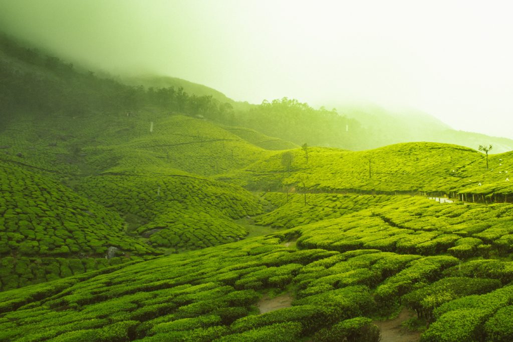 Beautiful green landscape of Munnar