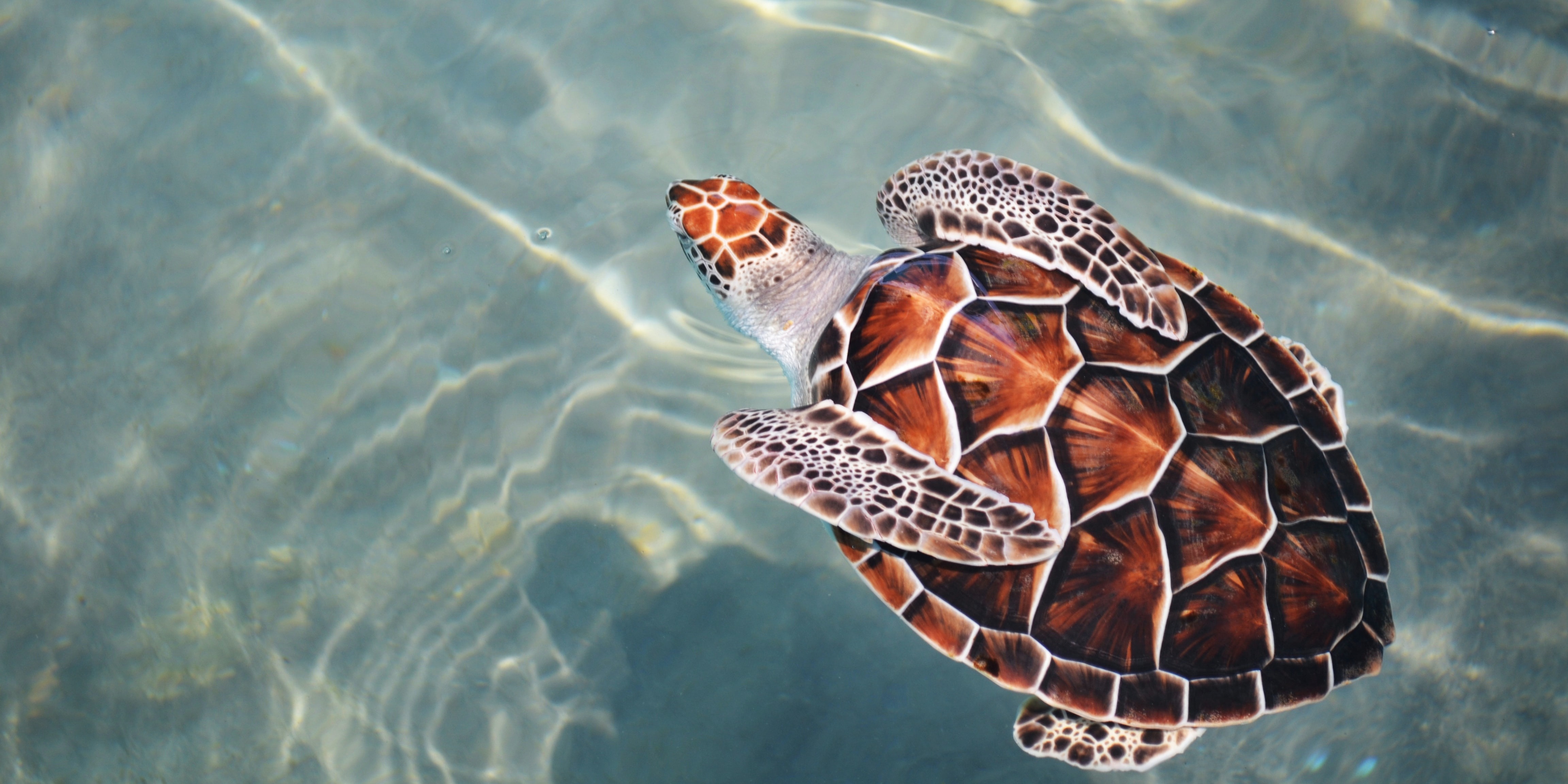 The 10 best places to see turtles.