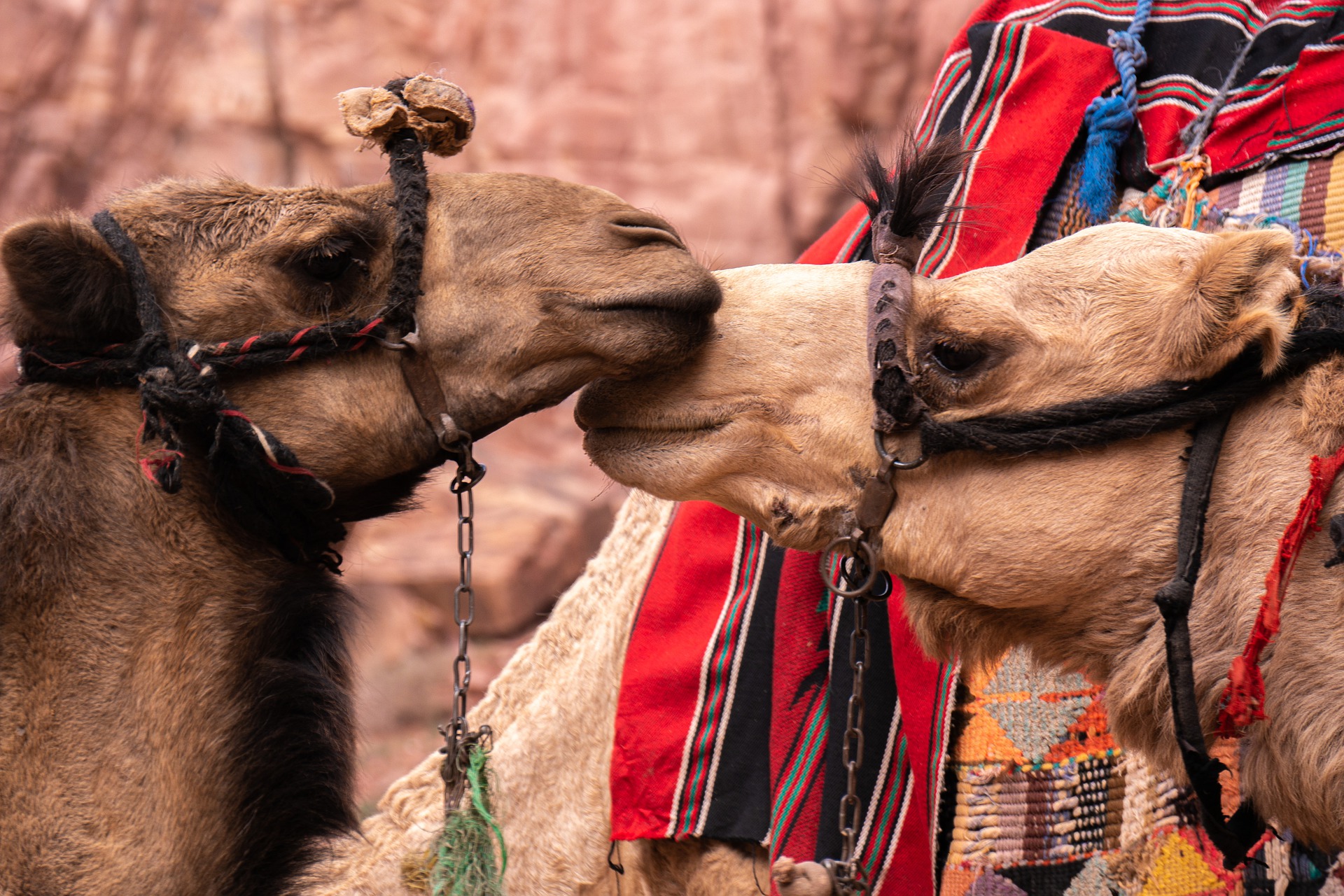 How to: sustainable support animal tourism: two camels kissing in Jordan