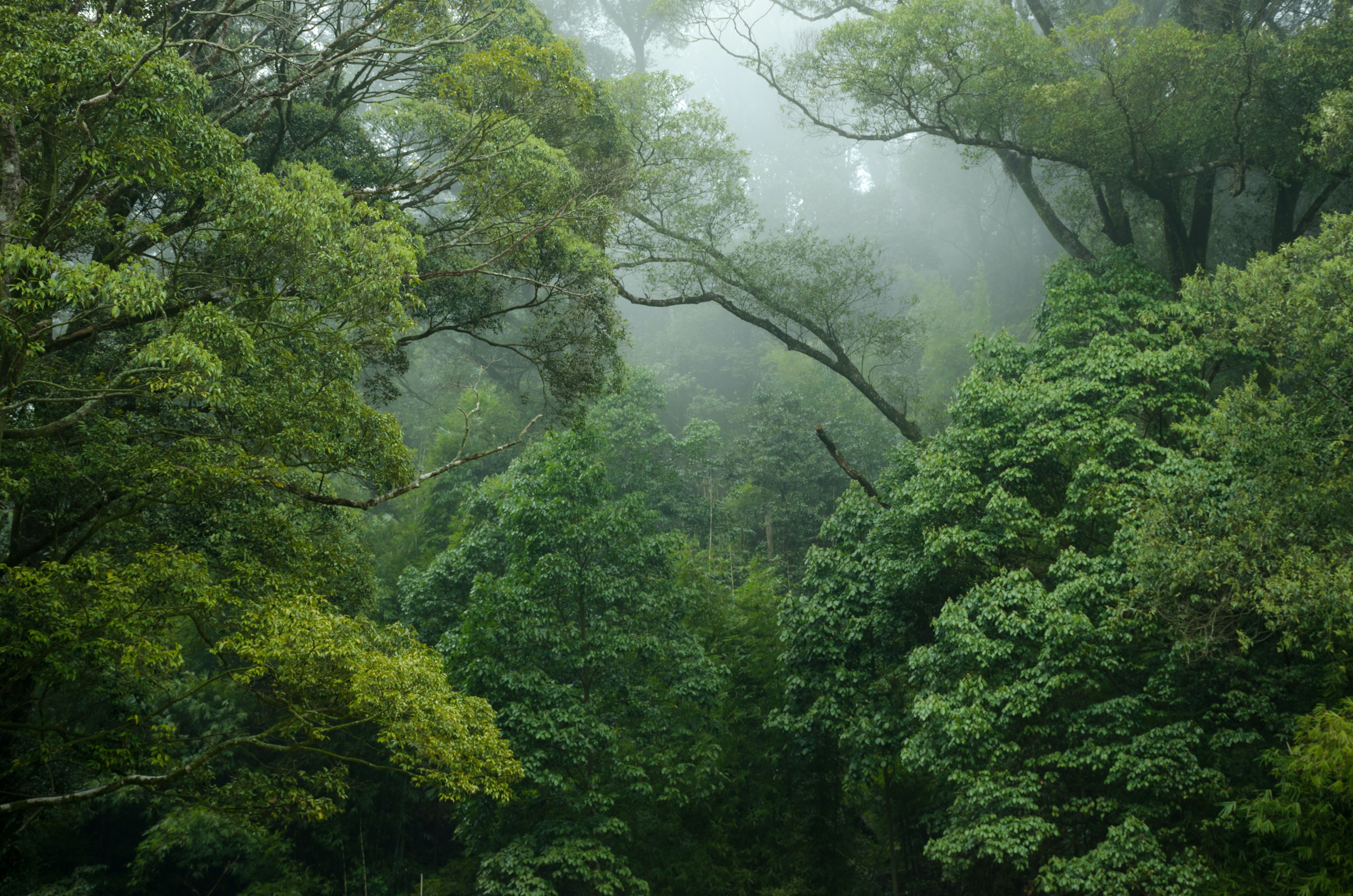 Most Beautiful Rainforests to Visit in Australia: Rainforest